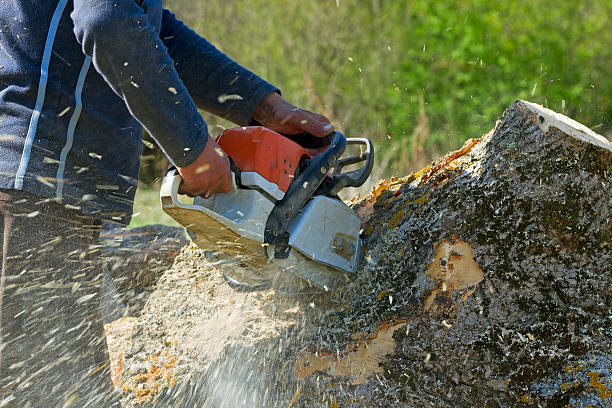 How Our Tree Care Process Works  in  Campton Hills, IL
